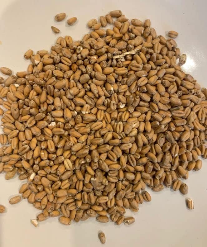 North Georgia Still Company's Fermentation Kit for Moonshine, Corn & Malted Barley, Rye & Wheat Whiskey, DIY 10 Gallon Mash Kit