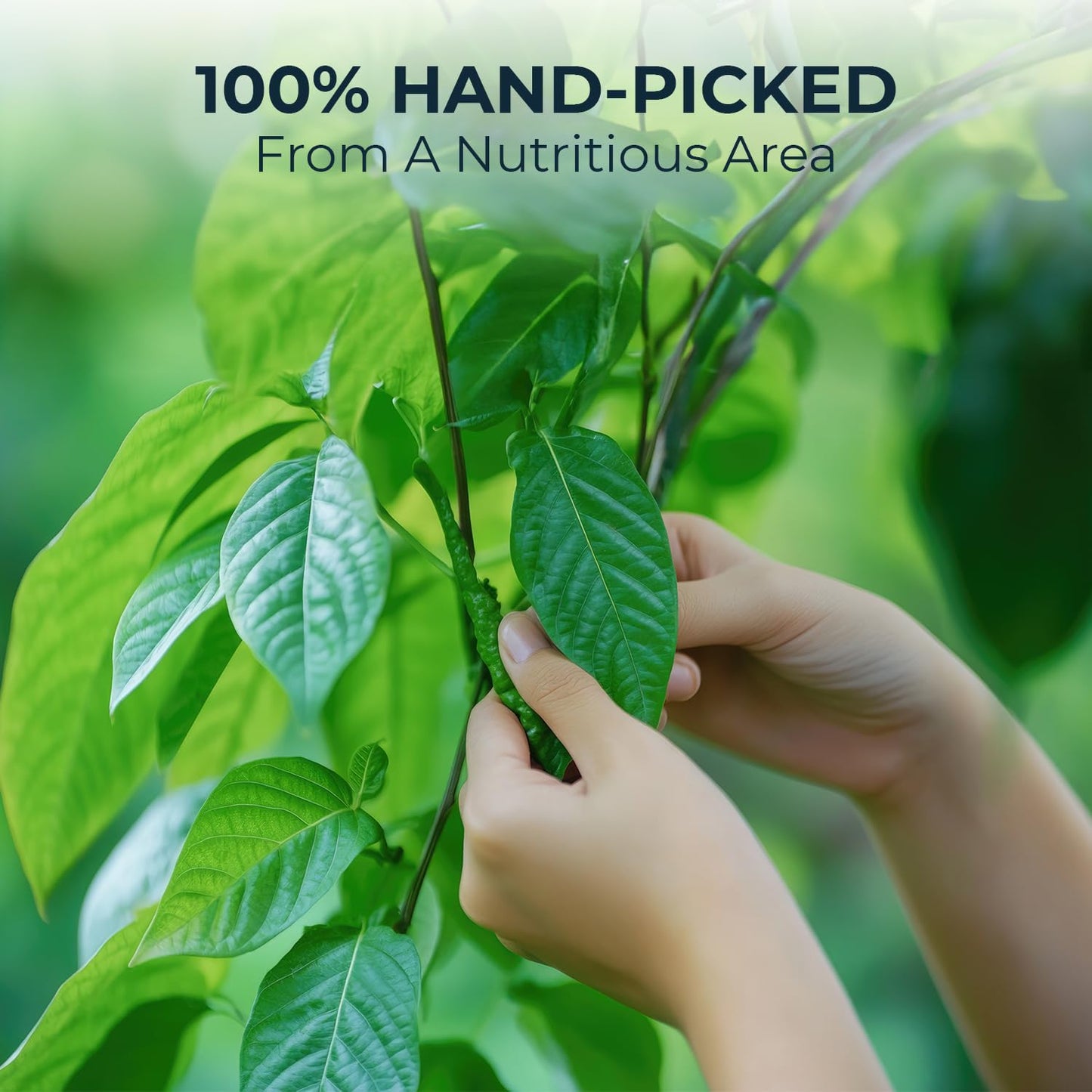 Natural Celastrus Hindsii Tea with Solanum Trilobatum & Stevia - 55 Count (+5 Tea Bags) - 4.59 oz, Bamboo Tong, Re-Steep Herbal Detox Tea Blend for Relax, Energy & Inner Health Support