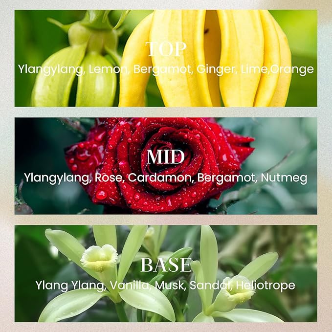 M&SENSE 10.14 oz Large Reed Diffuser Set | Ginger & Ylang Ylang Scent Oil Diffuser with Sticks | Hotel Collection Non-Toxic Essential Oil |for Bedroom Bathroom Living Room