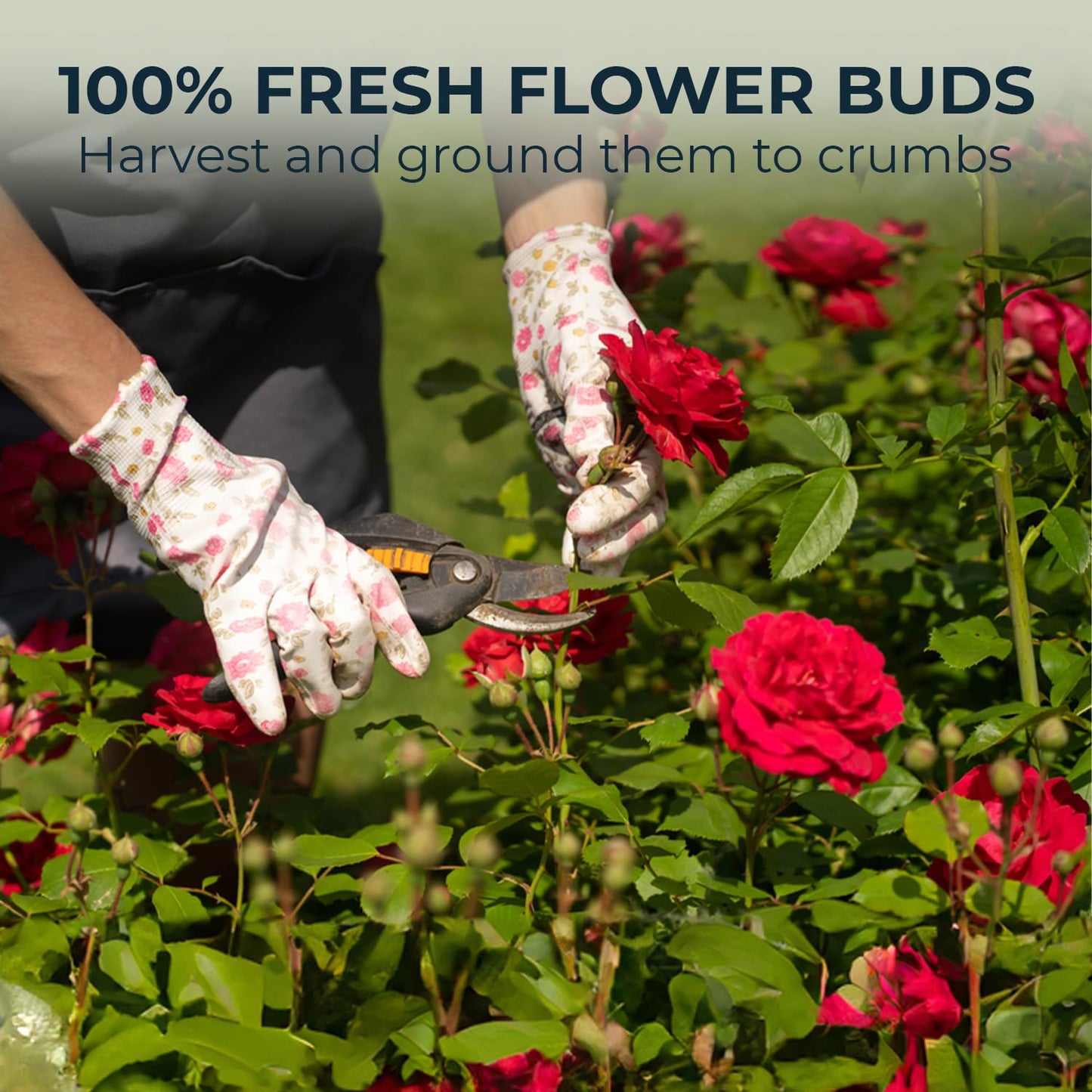 Rose Tea, Re-Steep Chrysanthemum, Jasmine & Stevia Herbal Tea - 55 Count (+5 Tea Bags) Bamboo Tong Included - 4.37 oz, Relax,Support, Up Mood, Appearance Detox