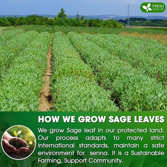 FreshDrinkUS, Premium 55 Sage Leaf Tea Bags, 100% Natural & Pure from Sage Leaves. Loose Leaf Herbal Tea. Made with Natural Material Tea Bags. No Sugar, No Caffeine, No Gluten, Vegan.