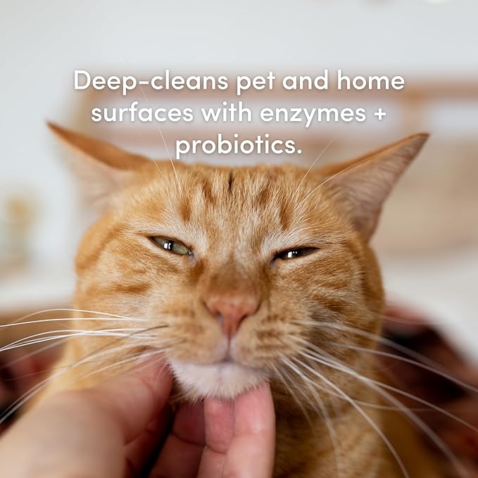 Clean Revolution SuperCharged Multi Surface Cleaner Refill Supply, Non-Toxic, Eco-Friendly & Plant-Based, Ready to Use, Dreamy Citrus, 18 oz (Pack of 1)