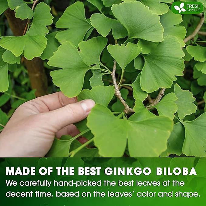FreshDrinkUS, Premium 55 Ginkgo Biloba Leaf Tea Bags, 100% Natural & Pure from Ginkgo Biloba Leaves. Loose Leaf Herbal Tea. Made with Eco-Conscious Tea Bags. No Sugar, No Caffeine, No Gluten, Vegan.