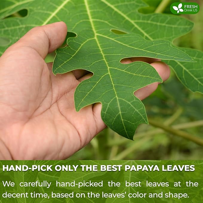 FreshDrinkUS, Premium 135 Papaya Leaf Tea Bags, 100% Natural & Pure from Papaya Leaves. Loose Leaf Herbal Tea. Made with Natural Material Tea Bags. No Sugar, No Caffeine, No Gluten, Vegan.