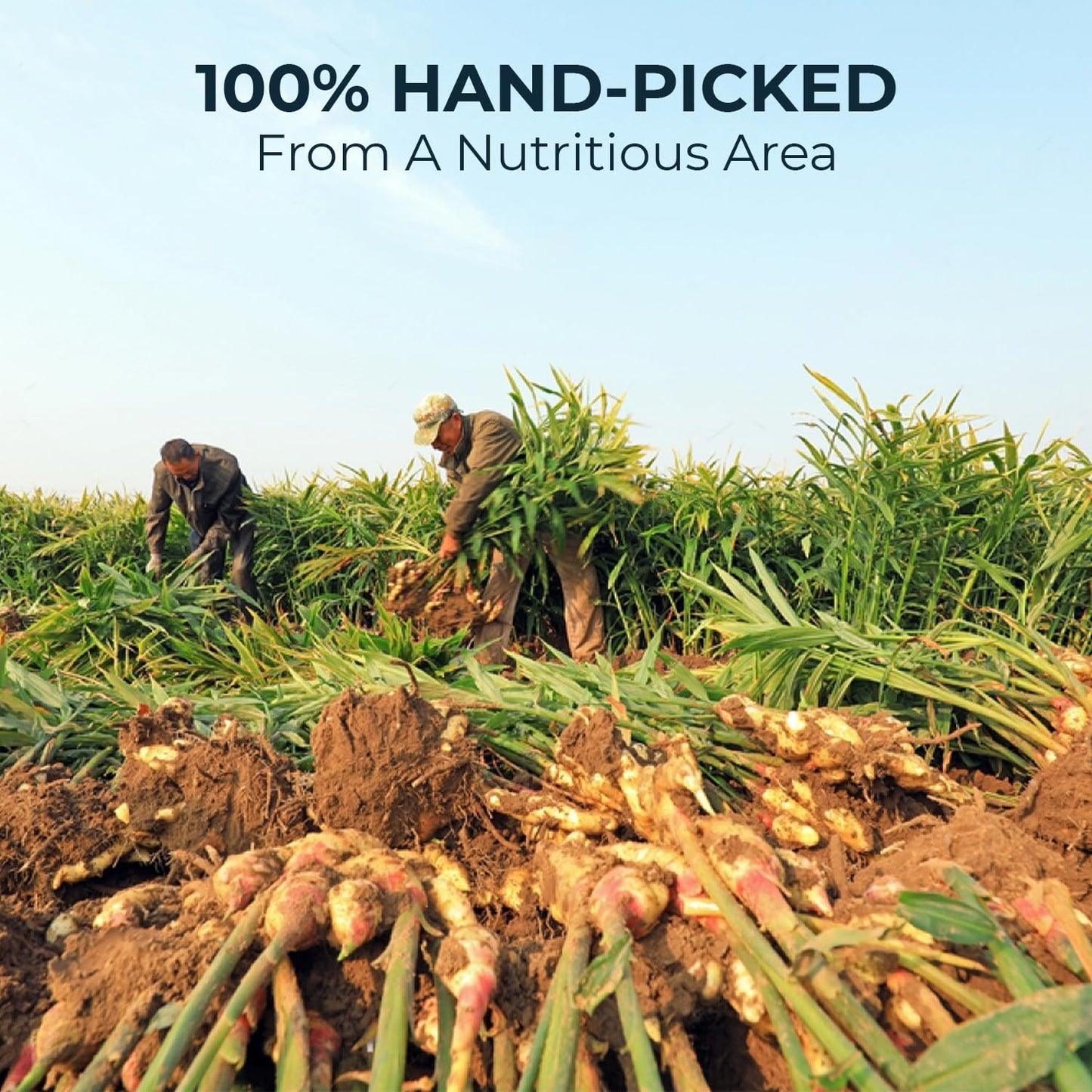 Ginger Cinnamon Turmric Tea Bags with Bamboo Tong - 55 Count (+5 Count), 5.47 oz, Re-Steep Corn Based Bag, Natural Herbal Tea for Body Warm, Liver Support