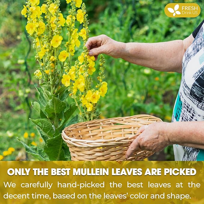 FreshDrinkUS, Premium 35 Mullein Leaf Tea Bags For Lung, 100% Natural & Pure from Mullein Leaves. Loose Leaf Mullein Herbal Tea. Made with Natural Material Tea Bags. No Sugar, No Caffeine, No Gluten, Vegan.