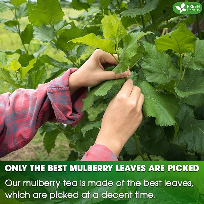 FreshDrinkUS, Premium 50 Mulberry Leaf Tea Bags, 100% Natural & Pure from Mulberry Leaves. Herbal Tea. Made with Natural Material Tea Bags. No Sugar, No Caffeine, No Gluten, Vegan.