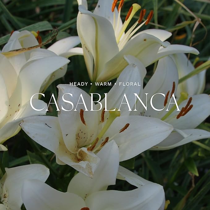 Antica Farmacista Home Ambiance Diffuser - Long-Lasting Reed Scent Diffuser - Luxury Room Freshener Gift - Casablanca, 8.45 fl oz