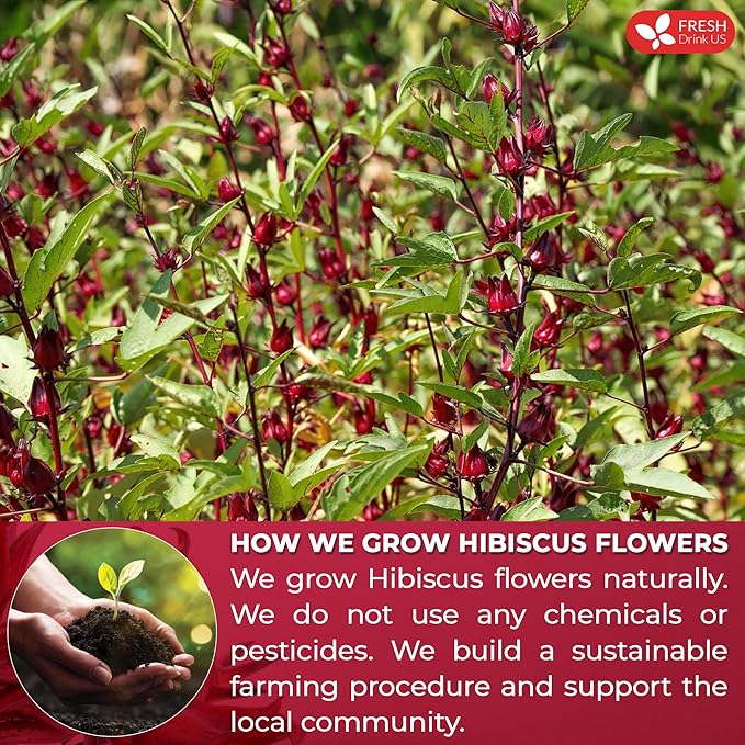 FreshDrinkUS, Premium 115 Hibiscus Flowers Tea Bags, 100% Natural & Pure. Loose Flower Hibiscus Herbal Tea. No Sugar, No Caffeine, No Gluten, Vegan.