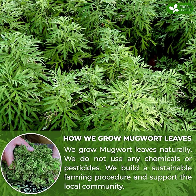 FreshDrinkUS, Premium 25 Mugwort Leaf Tea Bags, 100% Natural and Pure Mugwort Leaves. Loose Leaf Herbal Tea. No Sugar, No Caffeine, No Gluten, Vegan. (25 Tea Bags)