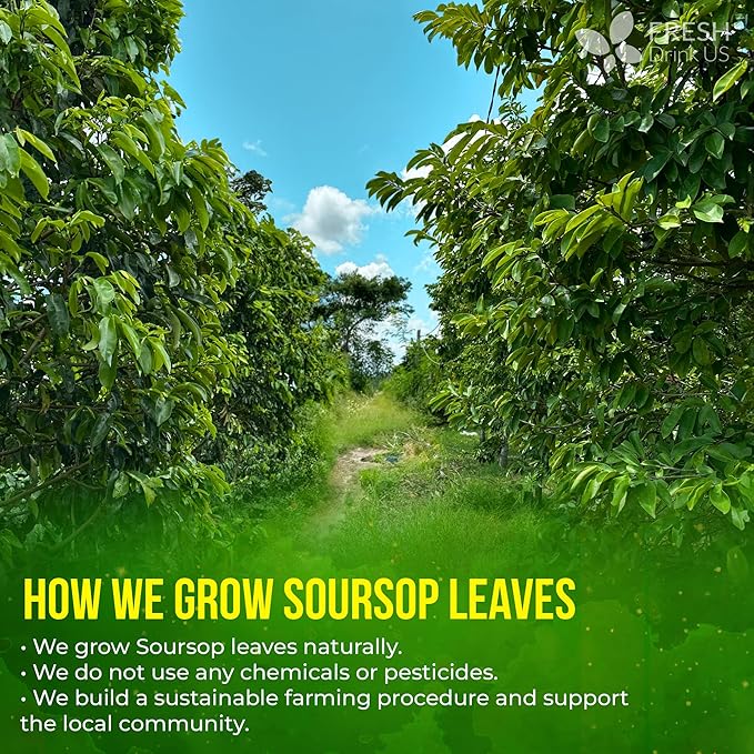 FreshDrinkUS, 240+ Premium Soursop Graviola Dried Leaves Tea, 230-250 Whole Soursop Leaves, Wildcrafted, Graviola , Guanabana , Hoja Guanabana, Loose Leaf Herbal , No Gluten, Vegan