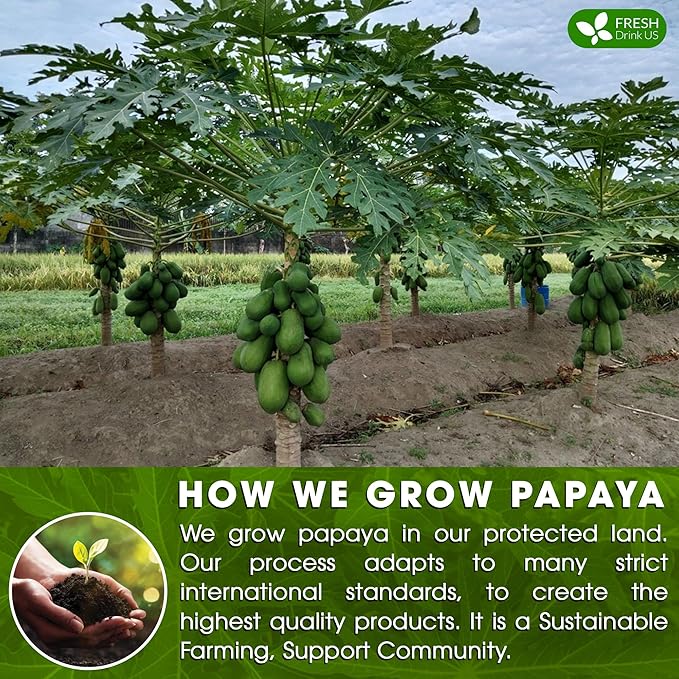 FreshDrinkUS, Premium 135 Papaya Leaf Tea Bags, 100% Natural & Pure from Papaya Leaves. Loose Leaf Herbal Tea. Made with Natural Material Tea Bags. No Sugar, No Caffeine, No Gluten, Vegan.