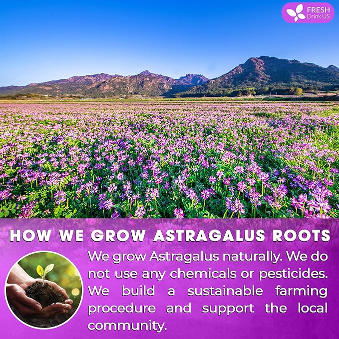 FreshDrinkUS, Premium 55 Astragalus Root Tea Bags, 100% Natural & Pure from Astragalus Root Herbal Tea. Made with Natural Material Tea Bags. No Sugar, No Caffeine, No Gluten, Vegan.