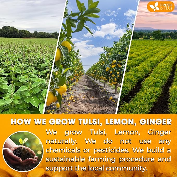 FreshDrinkUS, Premium 55 Tulsi Lemon Ginger Tea Bags, 100% Natural & Pure from Tulsi Holy Basil Leaves, Lemon and Ginger. Made with Natural Material Tea Bags. No Sugar, No Caffeine, Vegan.